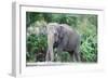 Asian Elephant Solo-Lantern Press-Framed Art Print