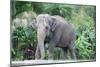 Asian Elephant Solo-Lantern Press-Mounted Art Print