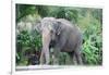 Asian Elephant Solo-Lantern Press-Framed Art Print