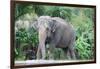 Asian Elephant Solo-Lantern Press-Framed Art Print