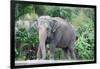 Asian Elephant Solo-Lantern Press-Framed Art Print