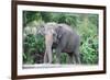 Asian Elephant Solo-Lantern Press-Framed Art Print