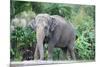 Asian Elephant Solo-Lantern Press-Mounted Art Print