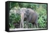 Asian Elephant Solo-Lantern Press-Framed Stretched Canvas