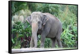 Asian Elephant Solo-Lantern Press-Framed Stretched Canvas