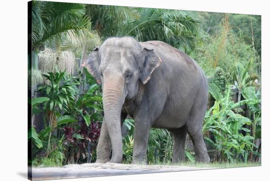 Asian Elephant Solo-Lantern Press-Stretched Canvas