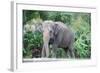 Asian Elephant Solo-Lantern Press-Framed Art Print