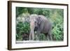 Asian Elephant Solo-Lantern Press-Framed Art Print