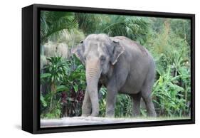 Asian Elephant Solo-Lantern Press-Framed Stretched Canvas