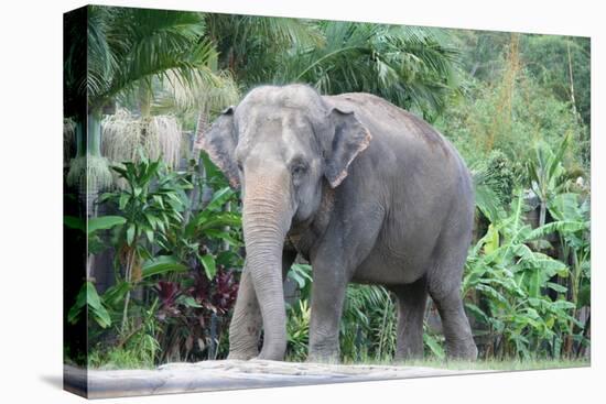 Asian Elephant Solo-Lantern Press-Stretched Canvas