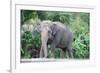 Asian Elephant Solo-Lantern Press-Framed Premium Giclee Print