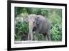 Asian Elephant Solo-Lantern Press-Framed Premium Giclee Print