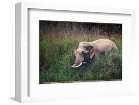 asian elephant standing in long grass, nepal-karine aigner-Framed Photographic Print