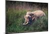 asian elephant standing in long grass, nepal-karine aigner-Mounted Photographic Print