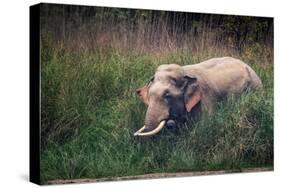 asian elephant standing in long grass, nepal-karine aigner-Stretched Canvas