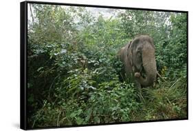 Asian Elephant Standing in Thick Brush-Paul Souders-Framed Stretched Canvas