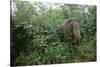 Asian Elephant Standing in Thick Brush-Paul Souders-Stretched Canvas