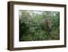 Asian Elephant Standing in Thick Brush-Paul Souders-Framed Photographic Print