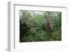 Asian Elephant Standing in Thick Brush-Paul Souders-Framed Photographic Print