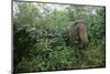 Asian Elephant Standing in Thick Brush-Paul Souders-Mounted Photographic Print
