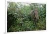 Asian Elephant Standing in Thick Brush-Paul Souders-Framed Photographic Print
