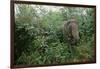 Asian Elephant Standing in Thick Brush-Paul Souders-Framed Photographic Print