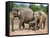 Asian Elephants at Pinnawela Elephant Orphanage, Sri Lanka, Asia-Kim Walker-Framed Stretched Canvas