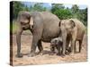 Asian Elephants at Pinnawela Elephant Orphanage, Sri Lanka, Asia-Kim Walker-Stretched Canvas