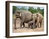 Asian Elephants at Pinnawela Elephant Orphanage, Sri Lanka, Asia-Kim Walker-Framed Photographic Print