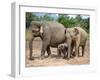 Asian Elephants at Pinnawela Elephant Orphanage, Sri Lanka, Asia-Kim Walker-Framed Photographic Print