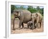 Asian Elephants at Pinnawela Elephant Orphanage, Sri Lanka, Asia-Kim Walker-Framed Photographic Print