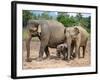 Asian Elephants at Pinnawela Elephant Orphanage, Sri Lanka, Asia-Kim Walker-Framed Photographic Print