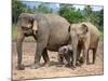 Asian Elephants at Pinnawela Elephant Orphanage, Sri Lanka, Asia-Kim Walker-Mounted Photographic Print