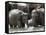 Asian Elephants Bathing in the River, Pinnawela Elephant Orphanage, Sri Lanka, Asia-Kim Walker-Framed Stretched Canvas