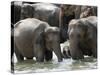 Asian Elephants Bathing in the River, Pinnawela Elephant Orphanage, Sri Lanka, Asia-Kim Walker-Stretched Canvas