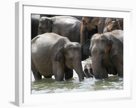 Asian Elephants Bathing in the River, Pinnawela Elephant Orphanage, Sri Lanka, Asia-Kim Walker-Framed Photographic Print