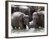 Asian Elephants Bathing in the River, Pinnawela Elephant Orphanage, Sri Lanka, Asia-Kim Walker-Framed Photographic Print