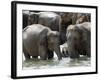 Asian Elephants Bathing in the River, Pinnawela Elephant Orphanage, Sri Lanka, Asia-Kim Walker-Framed Photographic Print