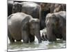 Asian Elephants Bathing in the River, Pinnawela Elephant Orphanage, Sri Lanka, Asia-Kim Walker-Mounted Photographic Print