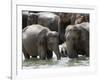 Asian Elephants Bathing in the River, Pinnawela Elephant Orphanage, Sri Lanka, Asia-Kim Walker-Framed Photographic Print