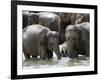 Asian Elephants Bathing in the River, Pinnawela Elephant Orphanage, Sri Lanka, Asia-Kim Walker-Framed Photographic Print