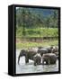 Asian Elephants Bathing in the River, Pinnawela Elephant Orphanage, Sri Lanka, Indian Ocean, Asia-Kim Walker-Framed Stretched Canvas