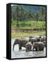 Asian Elephants Bathing in the River, Pinnawela Elephant Orphanage, Sri Lanka, Indian Ocean, Asia-Kim Walker-Framed Stretched Canvas