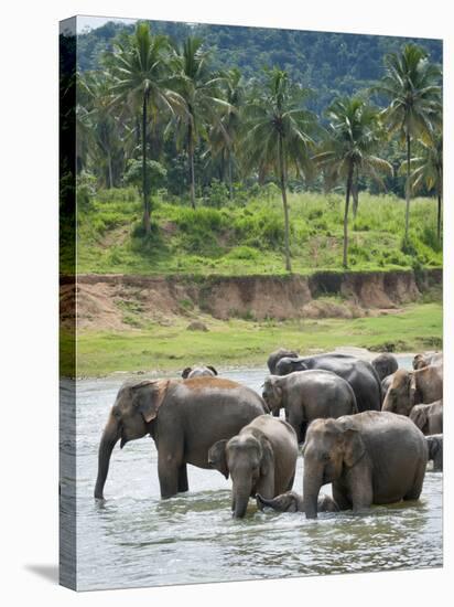 Asian Elephants Bathing in the River, Pinnawela Elephant Orphanage, Sri Lanka, Indian Ocean, Asia-Kim Walker-Stretched Canvas