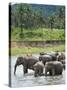 Asian Elephants Bathing in the River, Pinnawela Elephant Orphanage, Sri Lanka, Indian Ocean, Asia-Kim Walker-Stretched Canvas