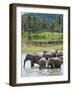 Asian Elephants Bathing in the River, Pinnawela Elephant Orphanage, Sri Lanka, Indian Ocean, Asia-Kim Walker-Framed Photographic Print