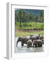 Asian Elephants Bathing in the River, Pinnawela Elephant Orphanage, Sri Lanka, Indian Ocean, Asia-Kim Walker-Framed Photographic Print