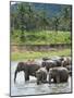 Asian Elephants Bathing in the River, Pinnawela Elephant Orphanage, Sri Lanka, Indian Ocean, Asia-Kim Walker-Mounted Photographic Print