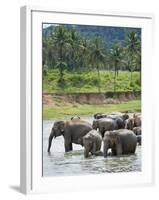 Asian Elephants Bathing in the River, Pinnawela Elephant Orphanage, Sri Lanka, Indian Ocean, Asia-Kim Walker-Framed Photographic Print