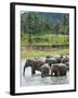 Asian Elephants Bathing in the River, Pinnawela Elephant Orphanage, Sri Lanka, Indian Ocean, Asia-Kim Walker-Framed Photographic Print